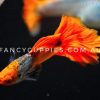 Silver Red Koi Dumbo Ear Guppy - Image 3