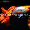 Silver Red Koi Dumbo Ear Guppy - Image 4