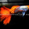 Silver Red Koi Dumbo Ear Guppy - Image 5