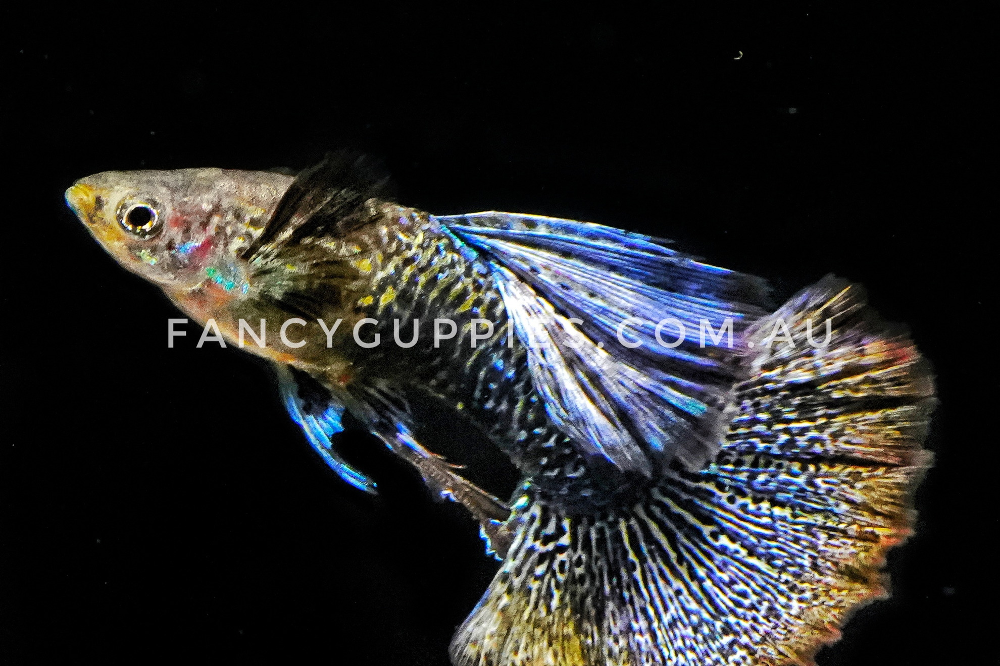 Snakeskin Purple Dragon Guppy - Image 2