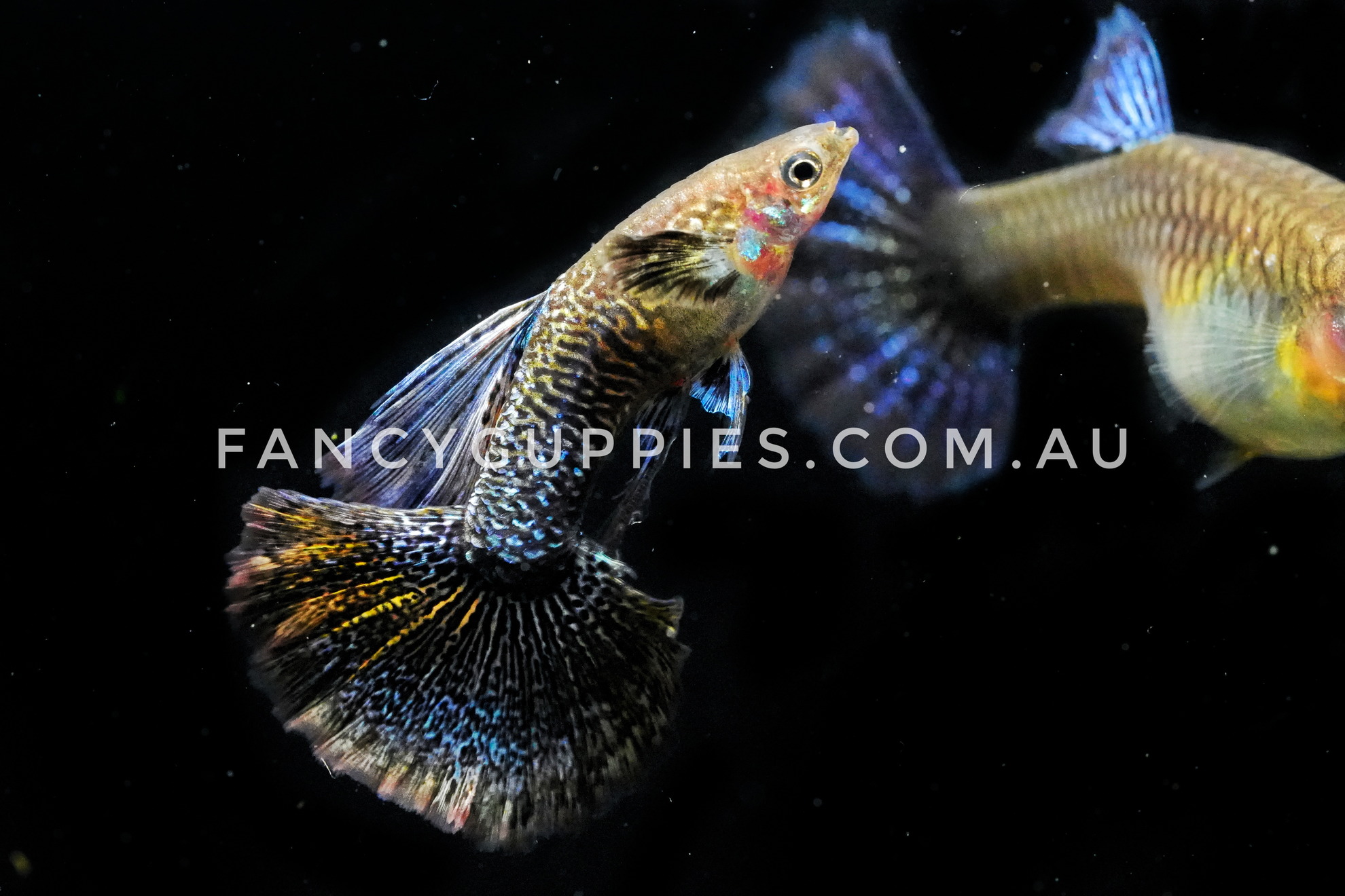 Snakeskin Purple Dragon Guppy - Image 3