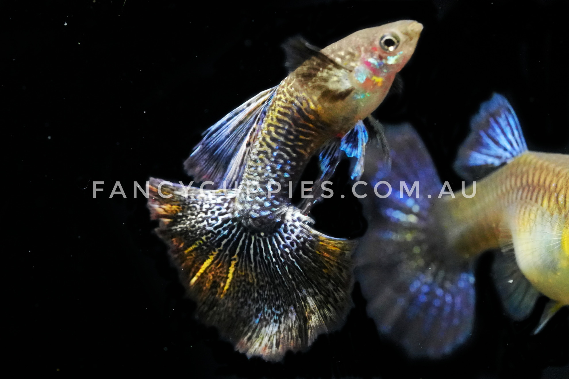 Snakeskin Purple Dragon Guppy - Image 4