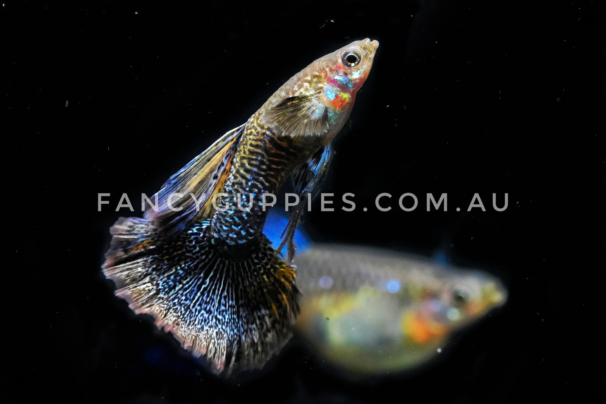 Snakeskin Purple Dragon Guppy - Image 5