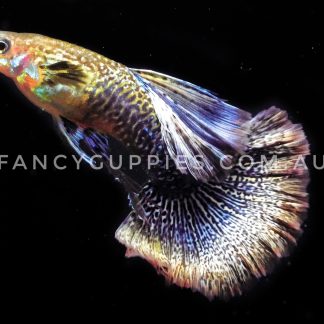 Snakeskin Purple Dragon Guppy