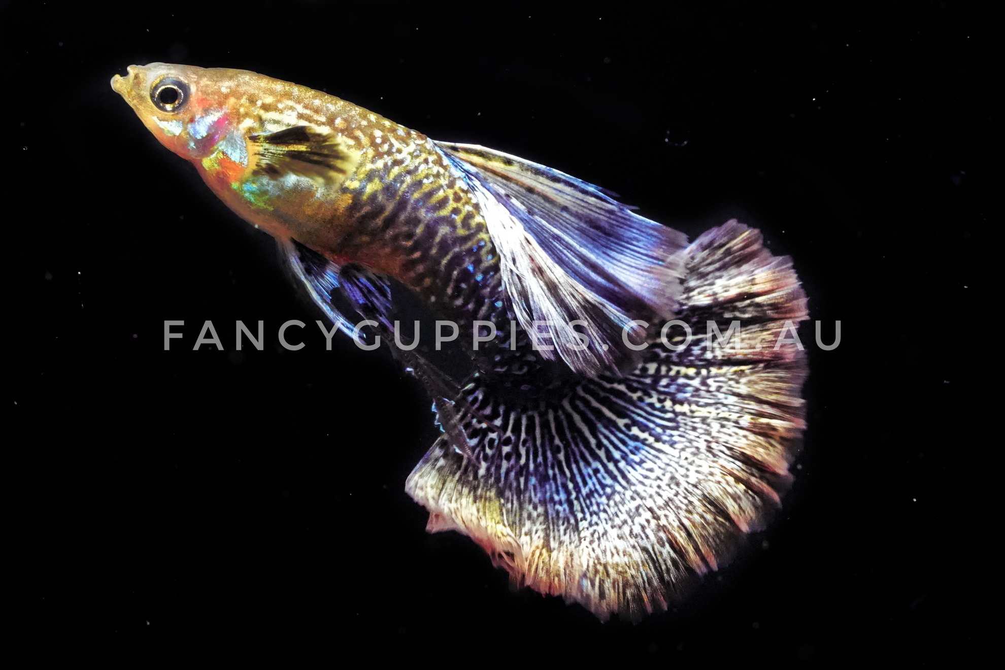 Snakeskin Purple Dragon Guppy