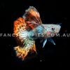 Snakeskin Red Dragon Guppy - Image 2