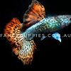 Snakeskin Red Dragon Guppy - Image 3