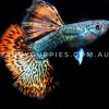 Snakeskin Red Dragon Guppy - Image 4
