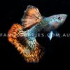 Snakeskin Red Dragon Guppy - Image 5