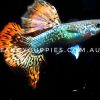 Snakeskin Red Dragon Guppy - Image 6