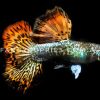 Snakeskin Red Dragon Guppy - Image 7