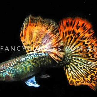 Snakeskin Red Dragon Guppy