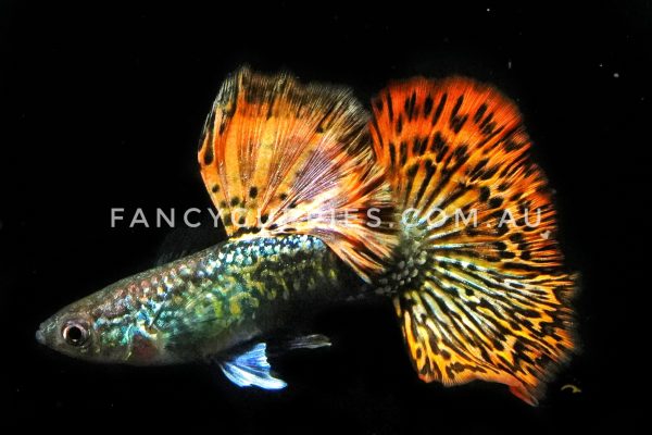 Snakeskin Red Dragon Guppy