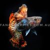 Snakeskin Red Dragon Guppy - Image 9