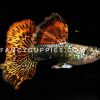 Snakeskin Red Dragon Guppy - Image 10