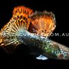 Snakeskin Red Dragon Guppy - Image 11