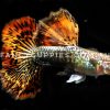 Snakeskin Red Dragon Guppy - Image 12