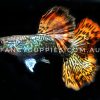 Snakeskin Red Dragon Guppy - Image 13