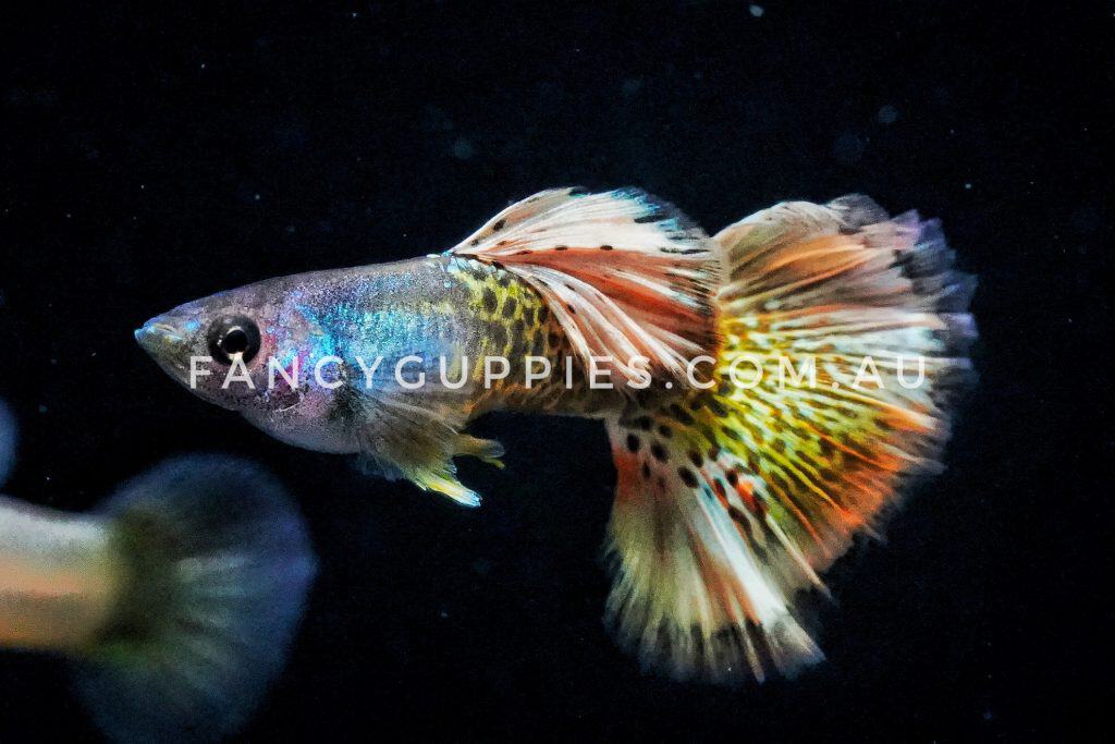 Snakeskin Yellow Dragon Guppy