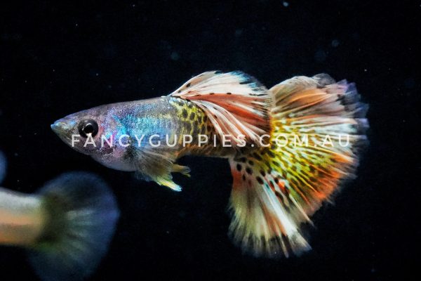 Snakeskin Yellow Dragon Guppy