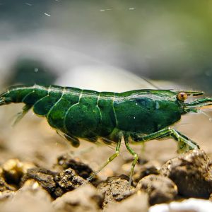 Green Diamond Cherry Shrimp