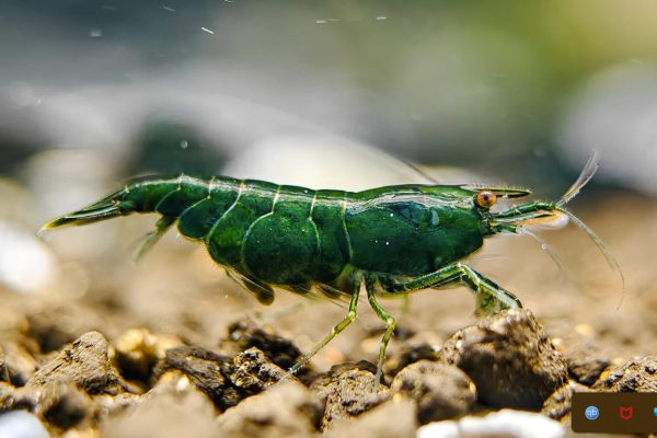 Green Diamond Cherry Shrimp