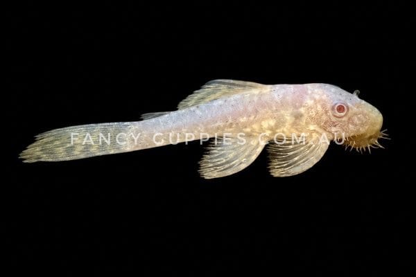 Albino Bristlenose Pleco (3cm - 4cm)