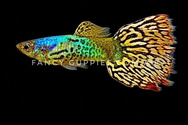 Snakeskin Green Dragon Guppy