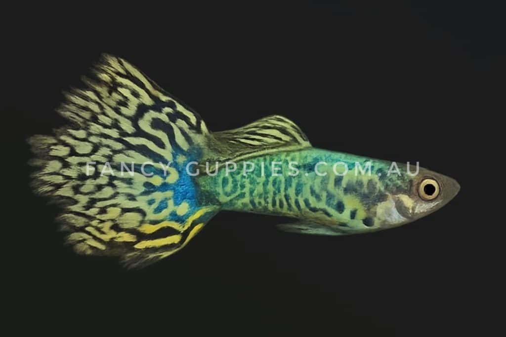 Green Tiger King Guppy