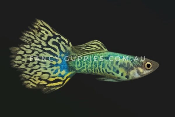 Green Tiger King Guppy