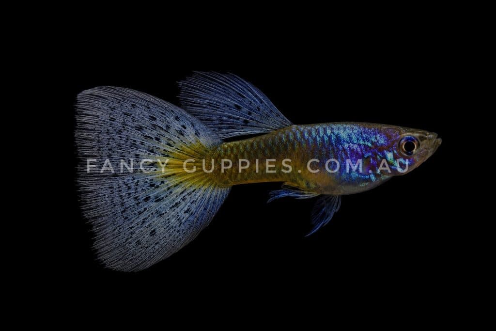Blue Tiger King Guppy