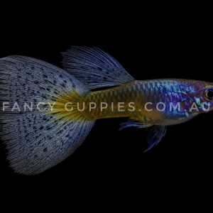 Black Tiger King Guppy