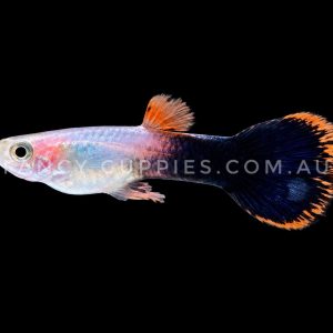 Magenta Tuxedo Round Tail Pink Guppy Endler Hybrid