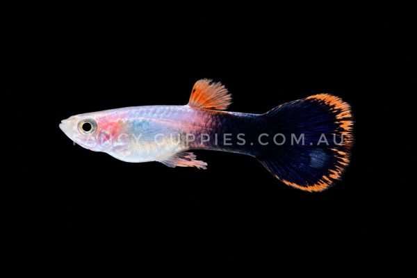 Magenta Tuxedo Round Tail Pink Guppy Endler Hybrid