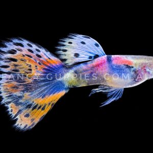Rainbow Tiger King Guppy