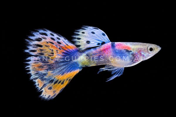 Rainbow Tiger King Guppy