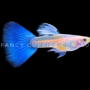 Albino Topaz Guppy