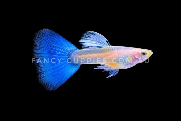 Albino Topaz Guppy